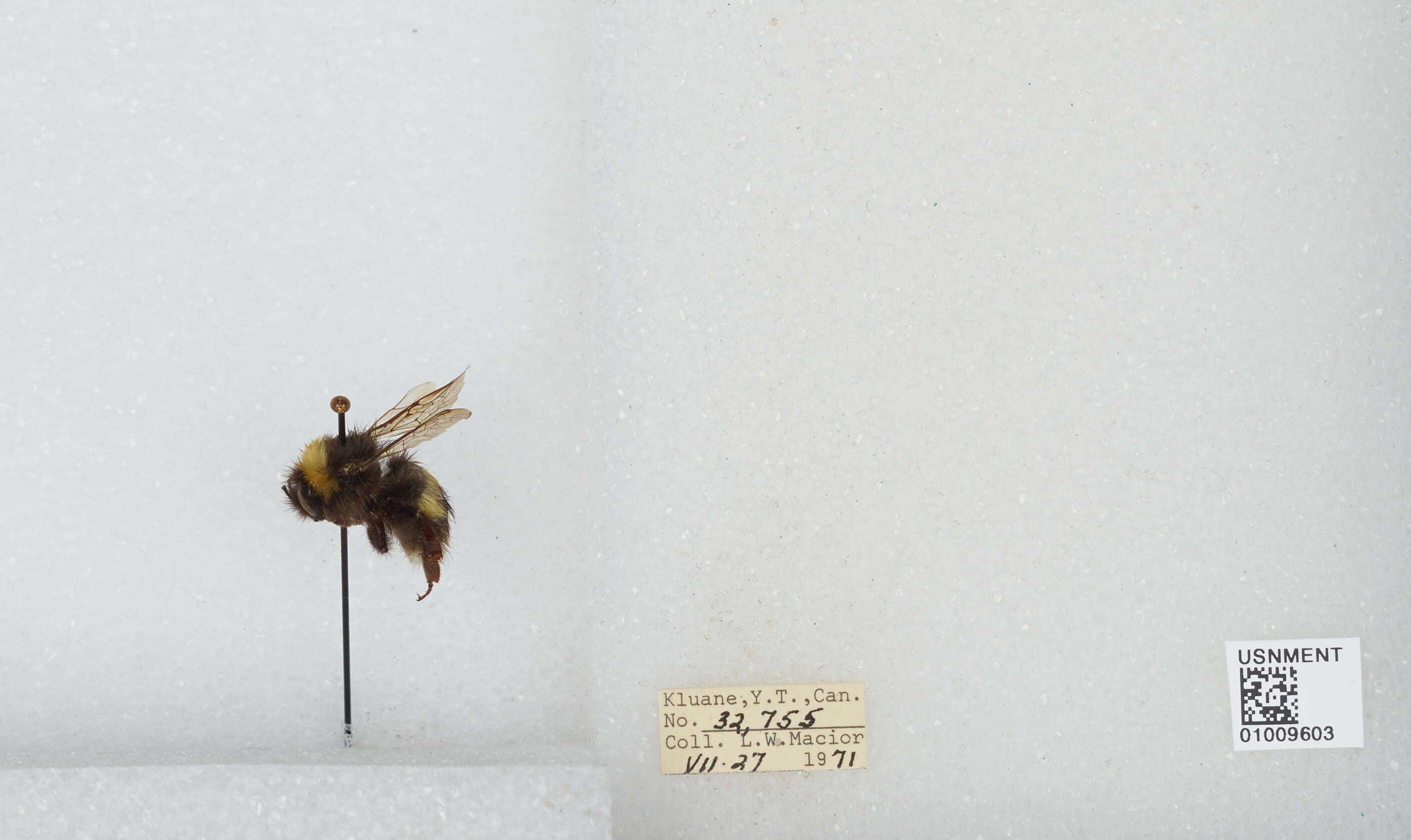 Image of White-tailed bumblebee