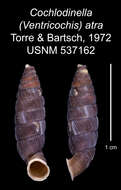 Imagem de Cochlodinella atra C. Torre & Bartsch 1972