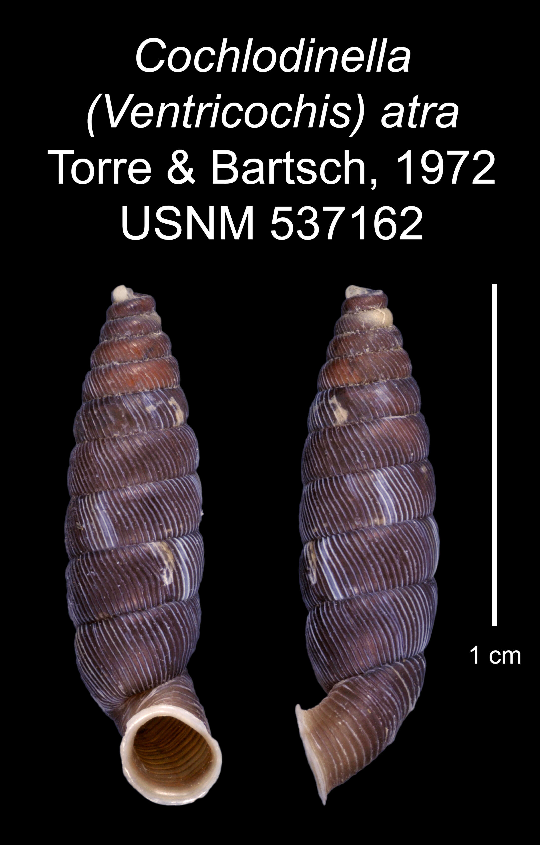 Imagem de Cochlodinella atra C. Torre & Bartsch 1972