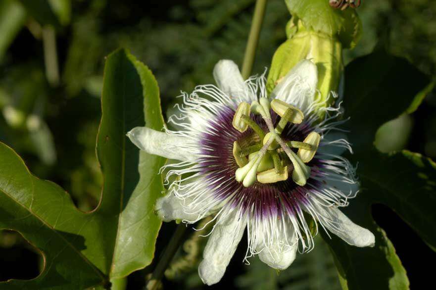 Image of Passion fruit