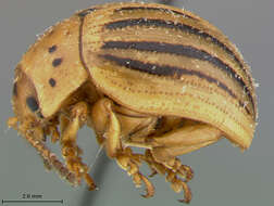 Image of Colorado potato beetle