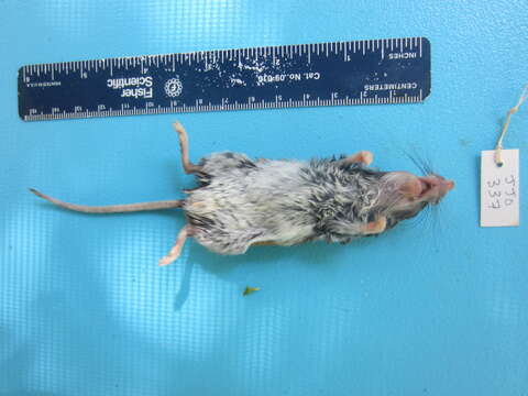 Image of White-footed Deermouse