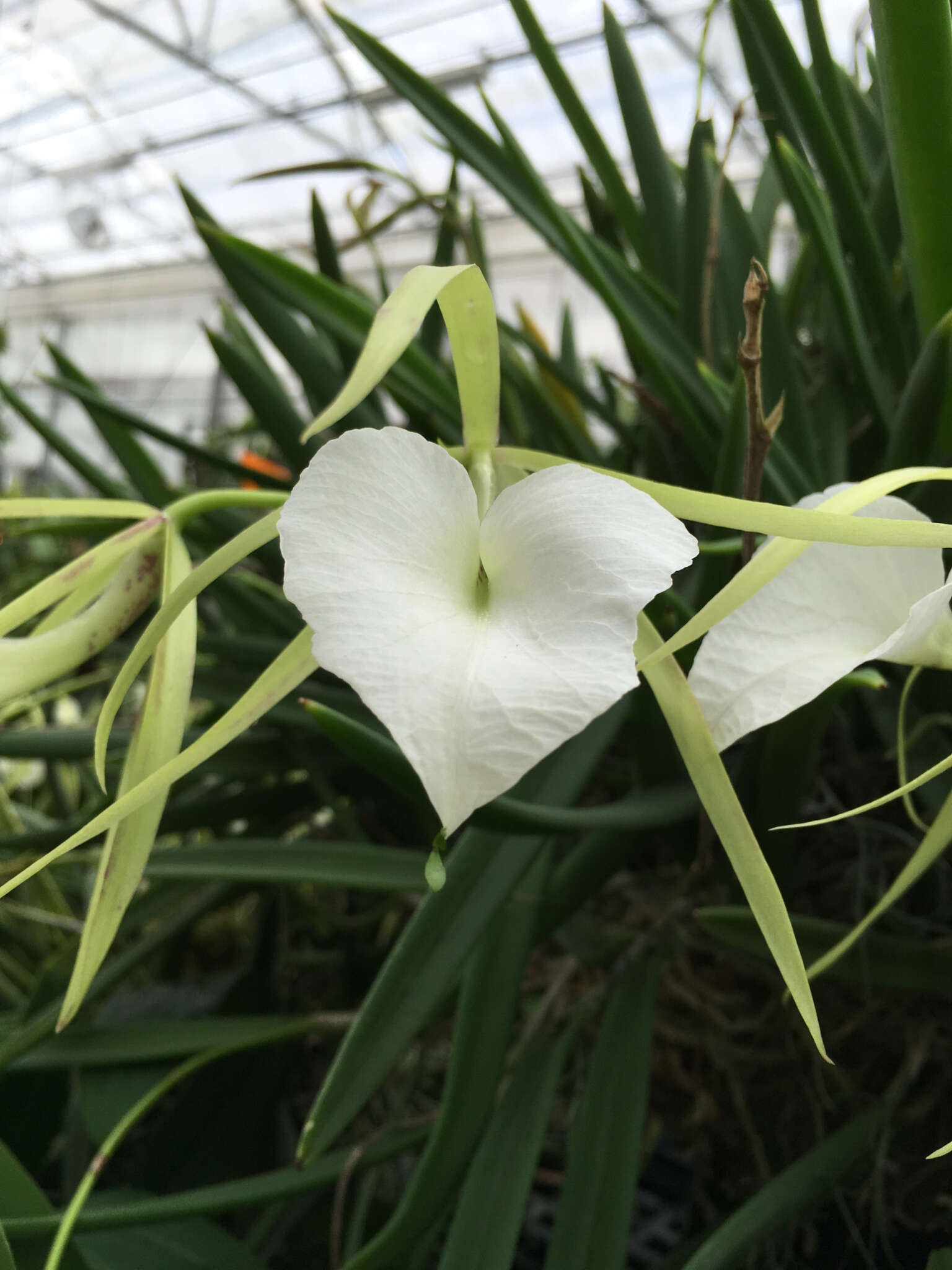 Image de Brassavola grandiflora Lindl.