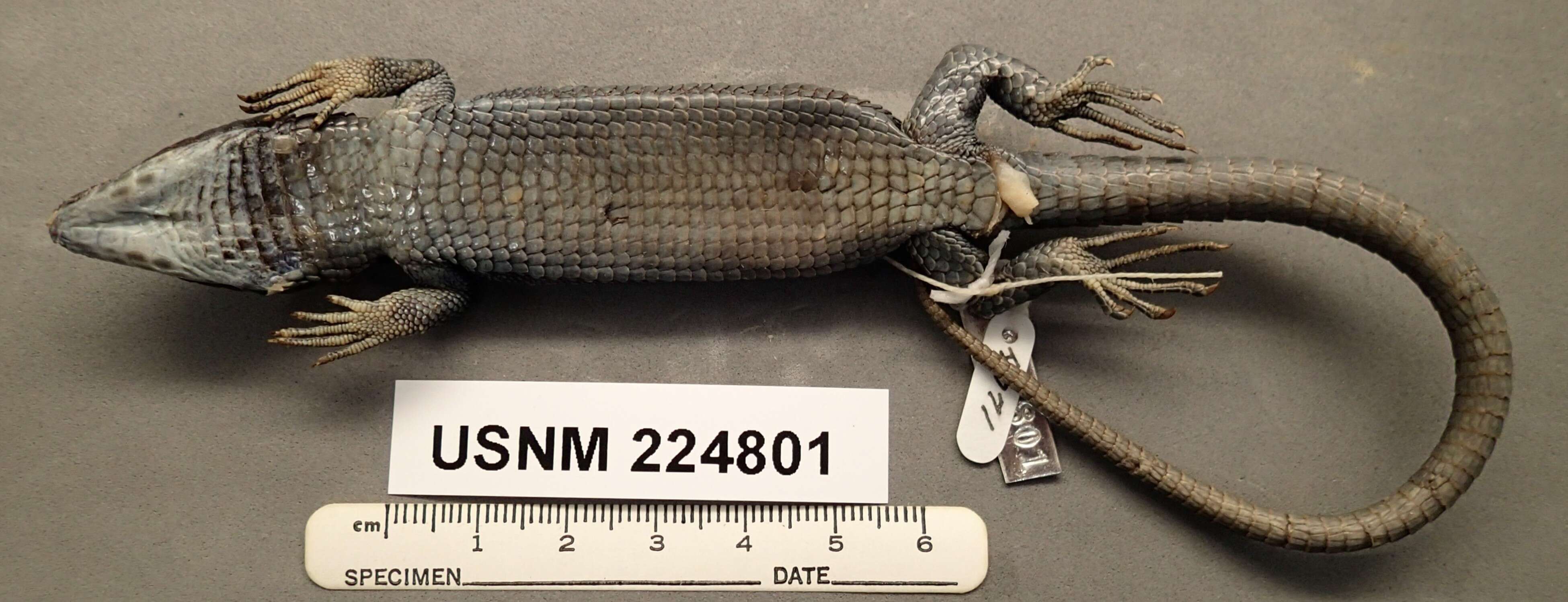 Image of Terrestrial Arboreal Alligator Lizard