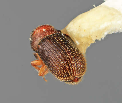 Image of Cryptulocleptus