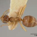 Image of Prenolepis imparis coloradensis Wheeler 1930