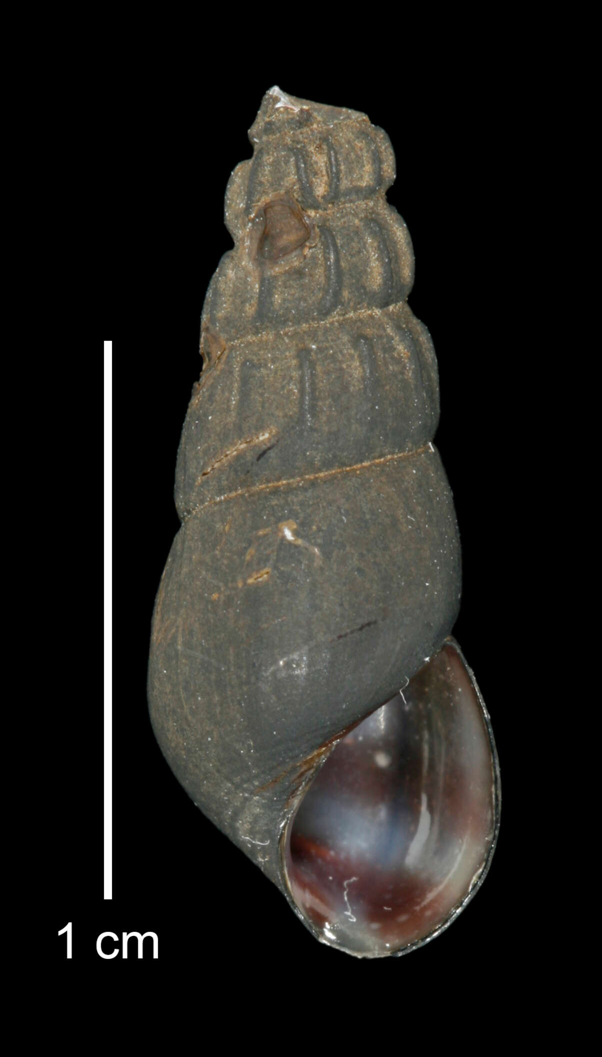 Image of Juga plicifera (I. Lea 1838)