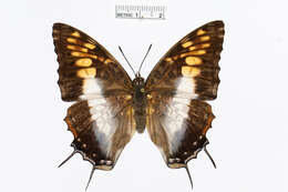 Charaxes cacuthis Hewitson 1863的圖片