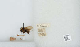 Image de Bombus insularis (Smith 1861)