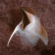 Image of Coffee bean scaled squid