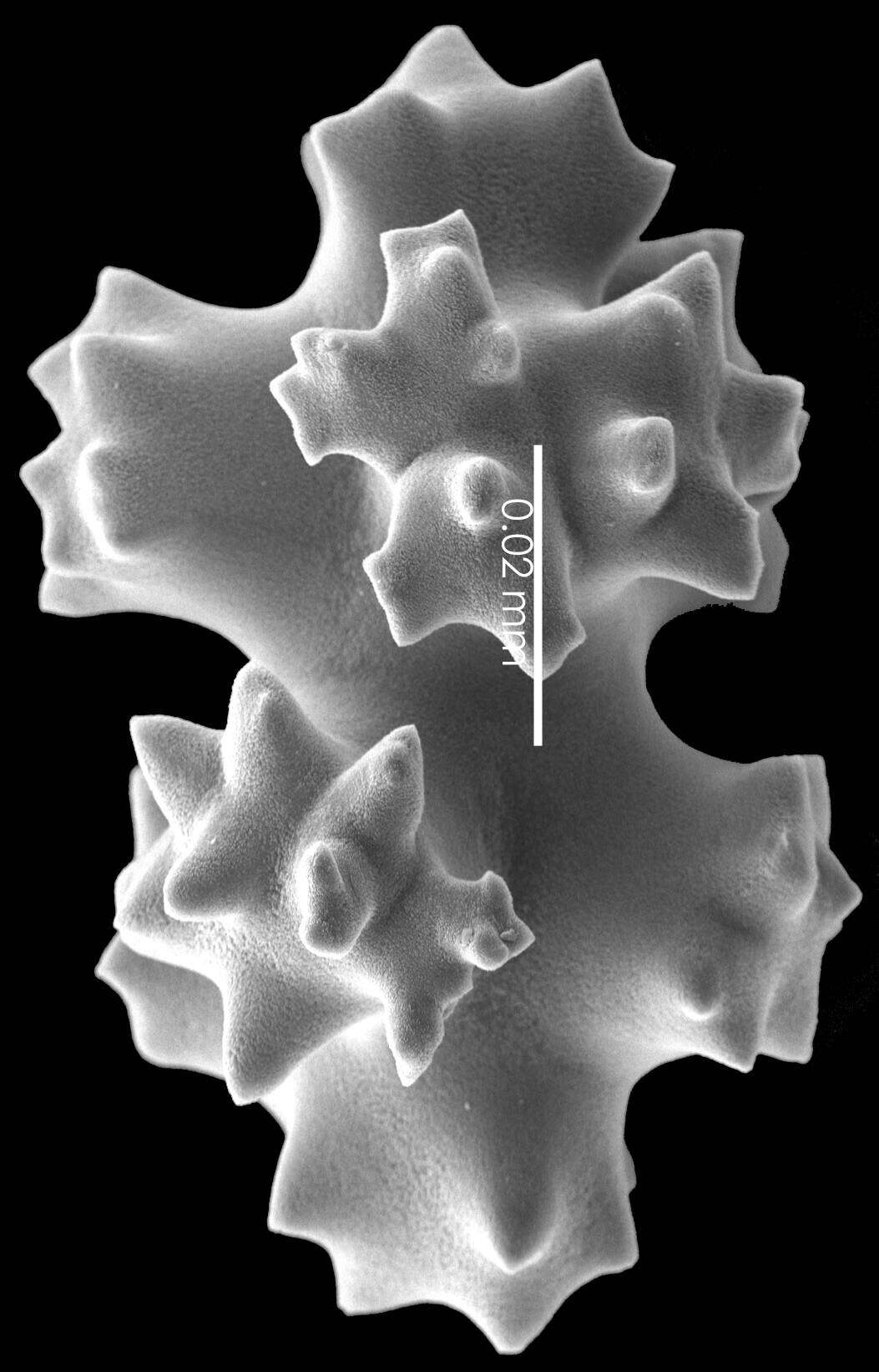 Image of Pleurocorallium niveum (Bayer 1956)