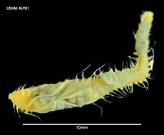 Image of T Headed Worm