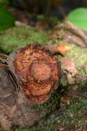 Image of Dalbergia amazonica (Radlk.) Ducke