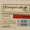 Image of Temnosternus grossepunctatus Breuning 1939