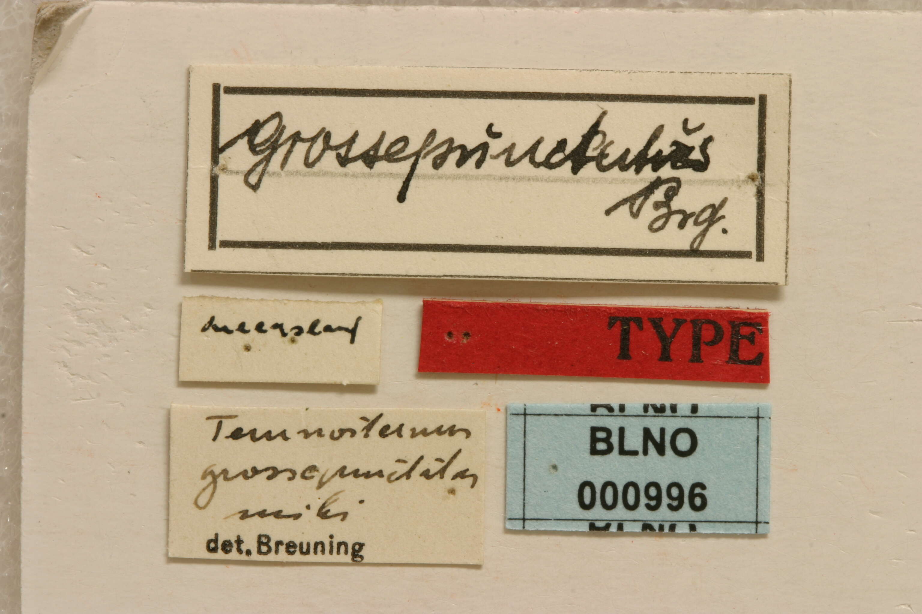 Image of Temnosternus grossepunctatus Breuning 1939