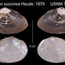 Image of Anodon succinea Heude 1880