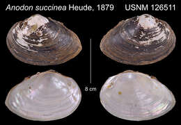 Image of Anodon succinea Heude 1880