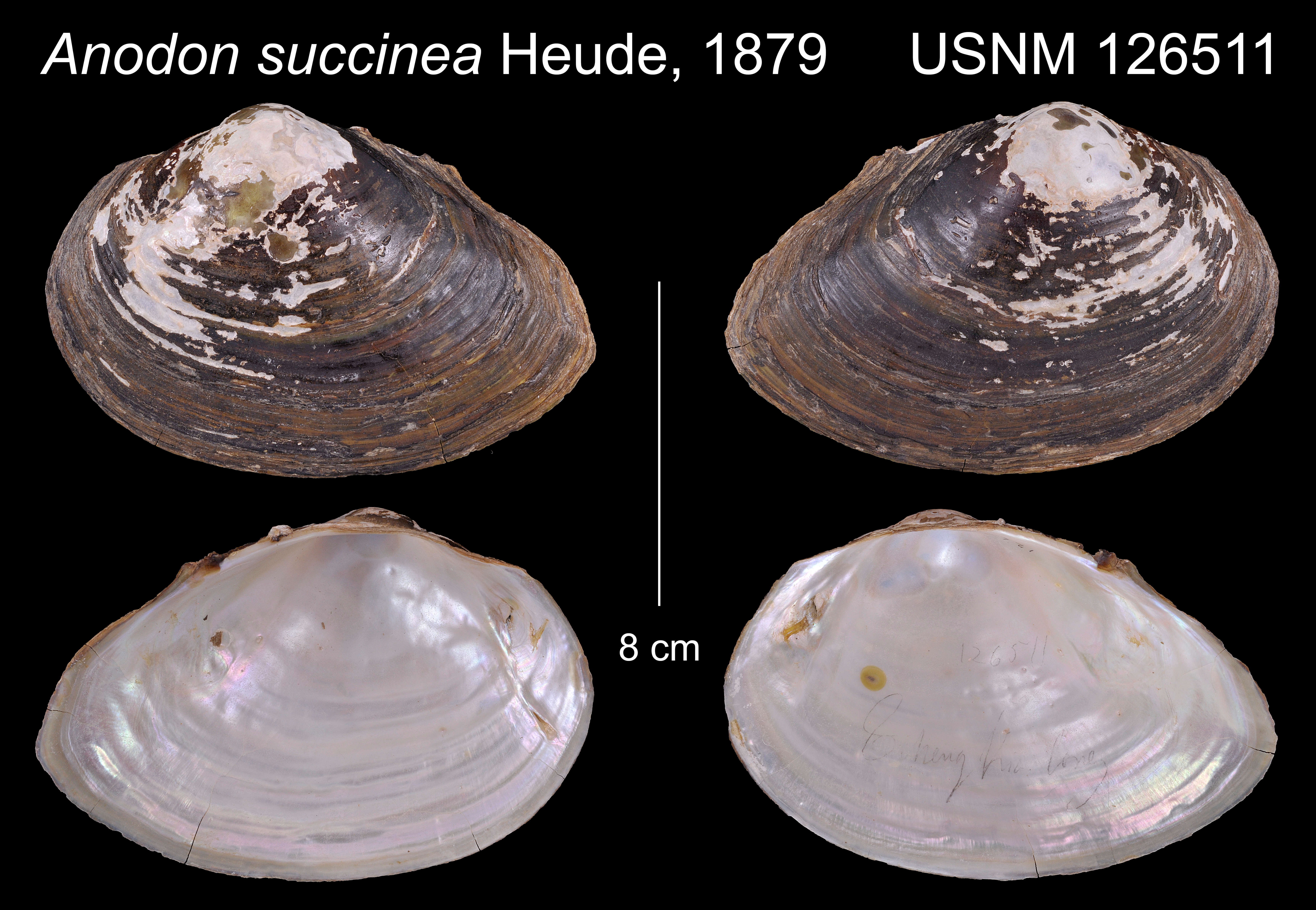 Image of Anodon succinea Heude 1880