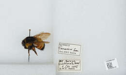 Image of Bombus ephippiatus Say 1837