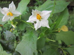 Image de Solanum carolinense L.