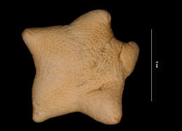 Pteraster tesselatus arcuatus Fisher 1911 resmi