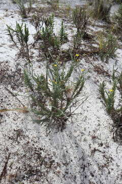 Image of narrowleaf silkgrass