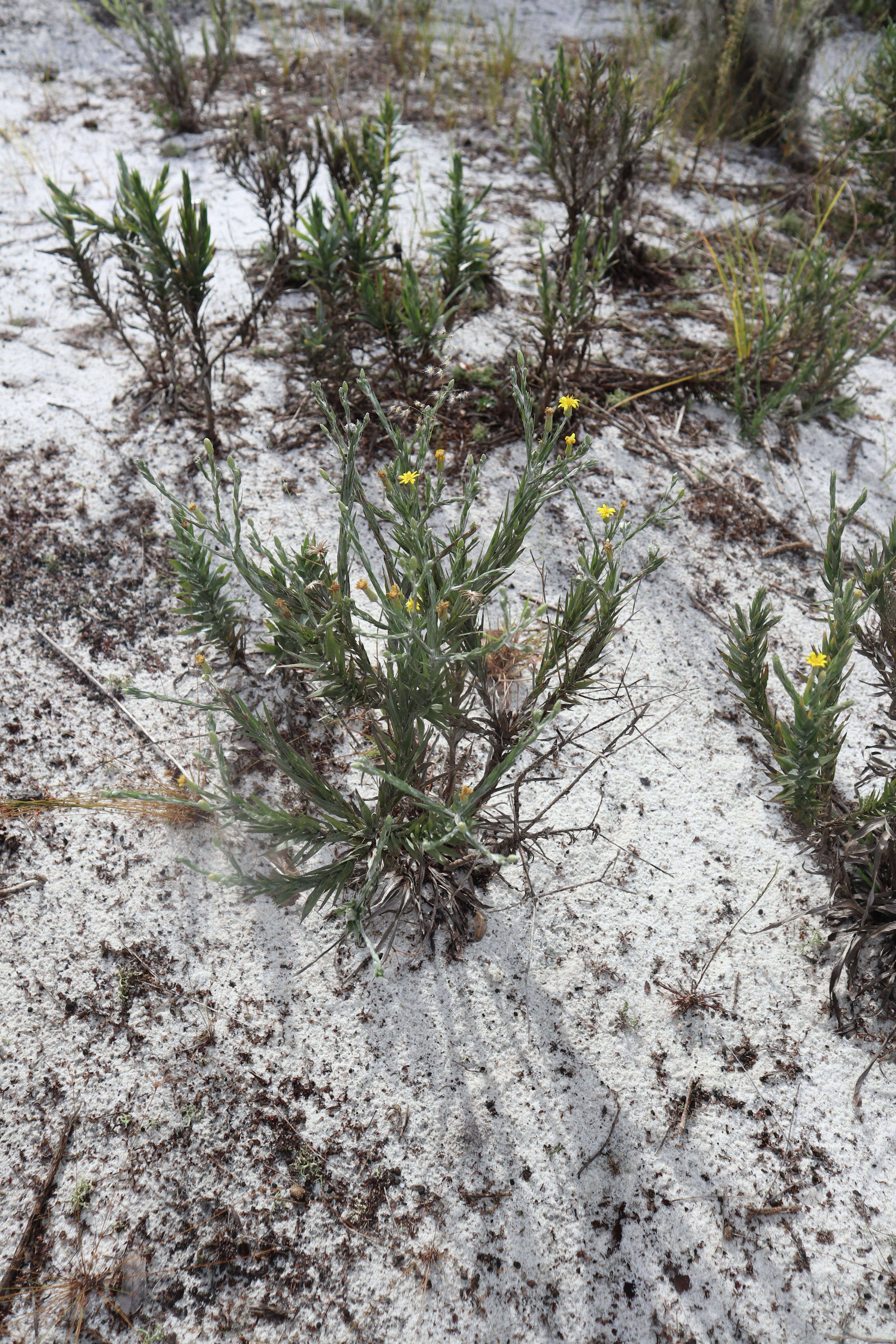 Image de Pityopsis graminifolia (Michx.) Nutt.