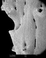 Imagem de Lepidotheca fascicularis (Cairns 1983)