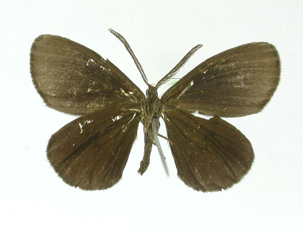 Image de Sangalopsis fugax Dognin 1908