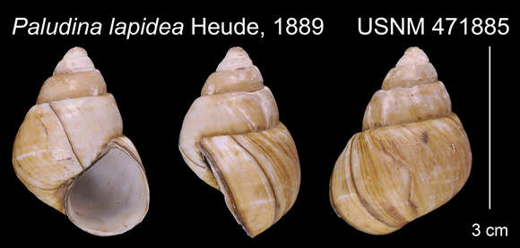 Image of Sinotaia lapidea (Heude 1889)