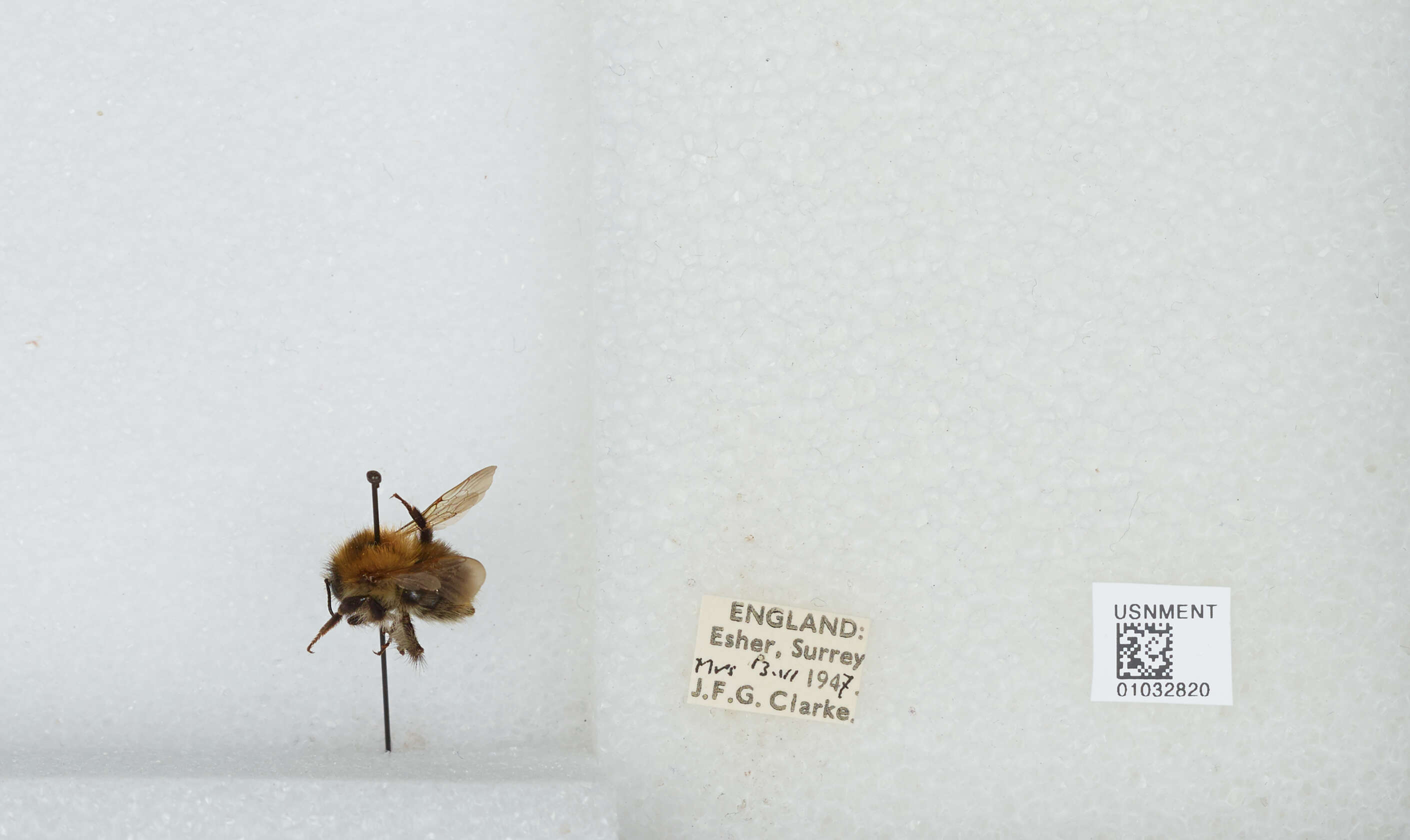 Image of Common carder bumblebee