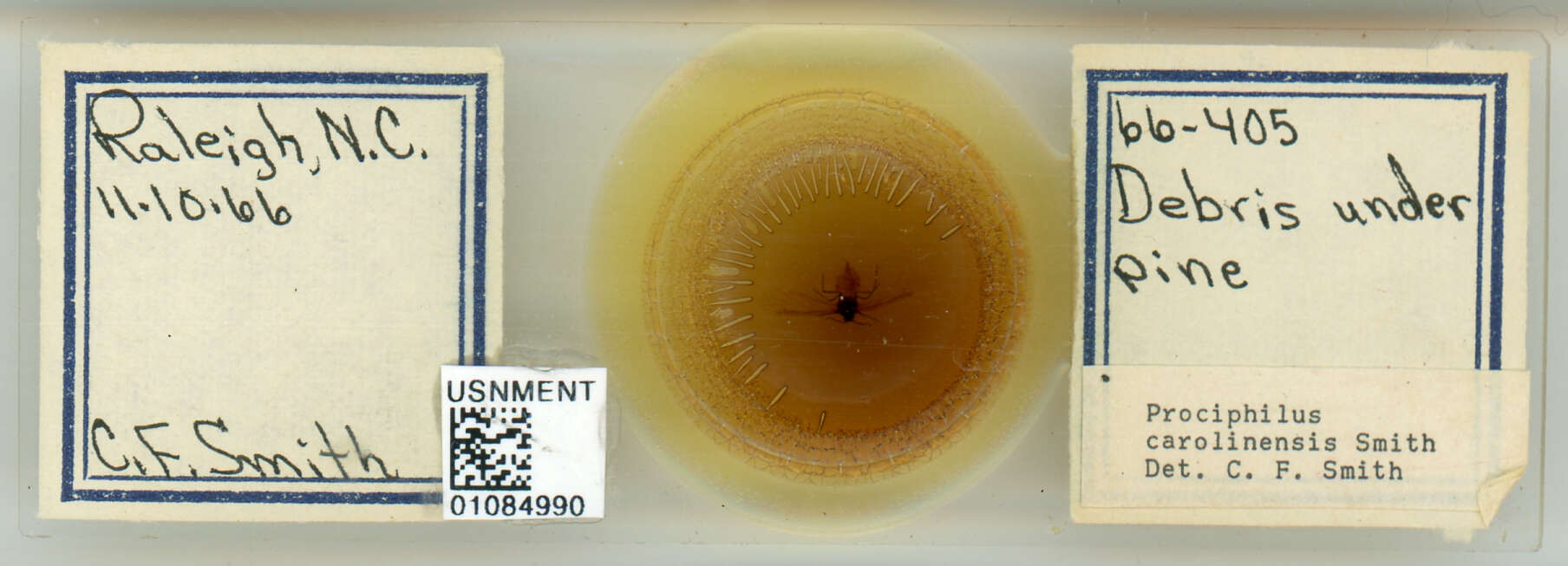 Image of Prociphilus (Prociphilus) carolinensis Smith & C. F. 1969