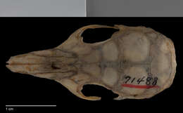 Image of <i>Liomys <i>pictus</i></i> pictus (Thomas 1893)