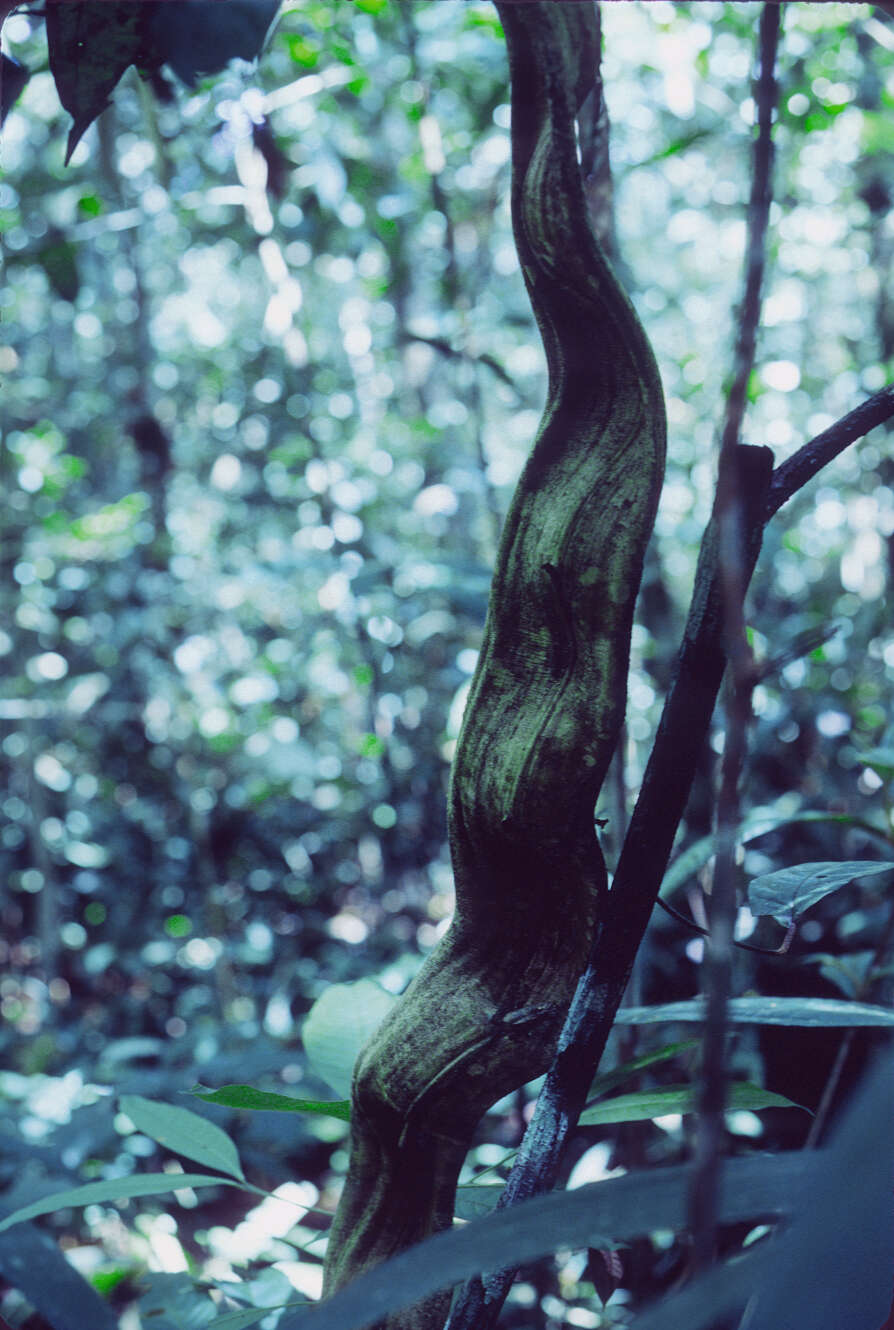 Image of Bauhinia tarapotensis Benth.