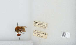 صورة Bombus laesus Morawitz 1875