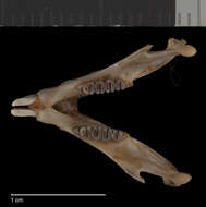Image of Heteromys catopterius Anderson & Gutiérrez 2009