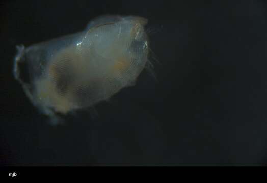 Image of Halocyprididae