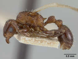 Image of Tetramorium melanogyna Mann 1919