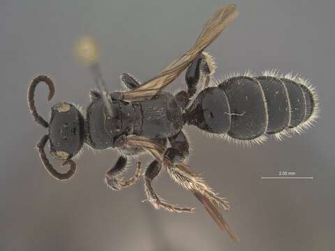 Image of Tiphia rufomandibulata taipeiana Tsuneki 1986