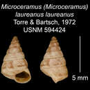 Imagem de <i>Microceramus <i>laureanus</i></i> laureanus