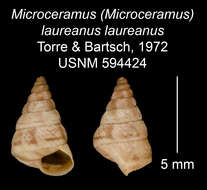 Imagem de <i>Microceramus <i>laureanus</i></i> laureanus