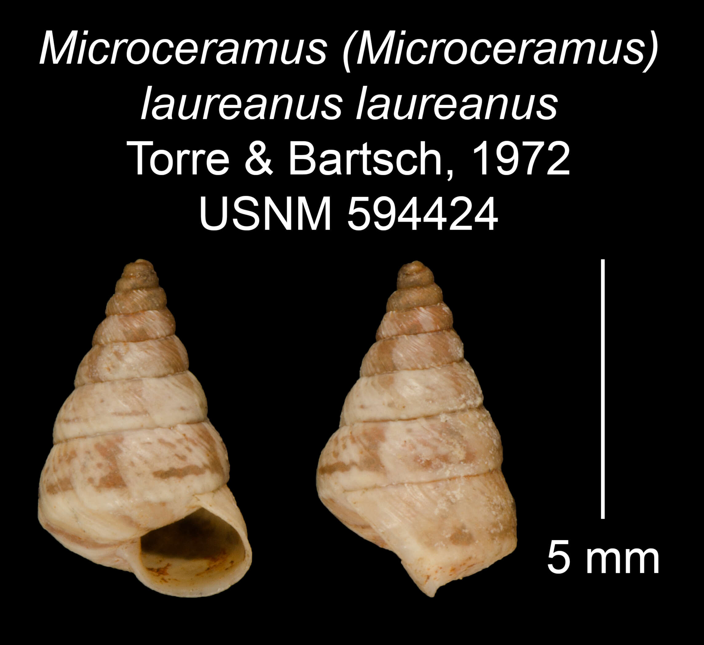 Imagem de <i>Microceramus <i>laureanus</i></i> laureanus