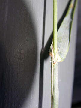 Image of Cocksfoot or Orchard Grass