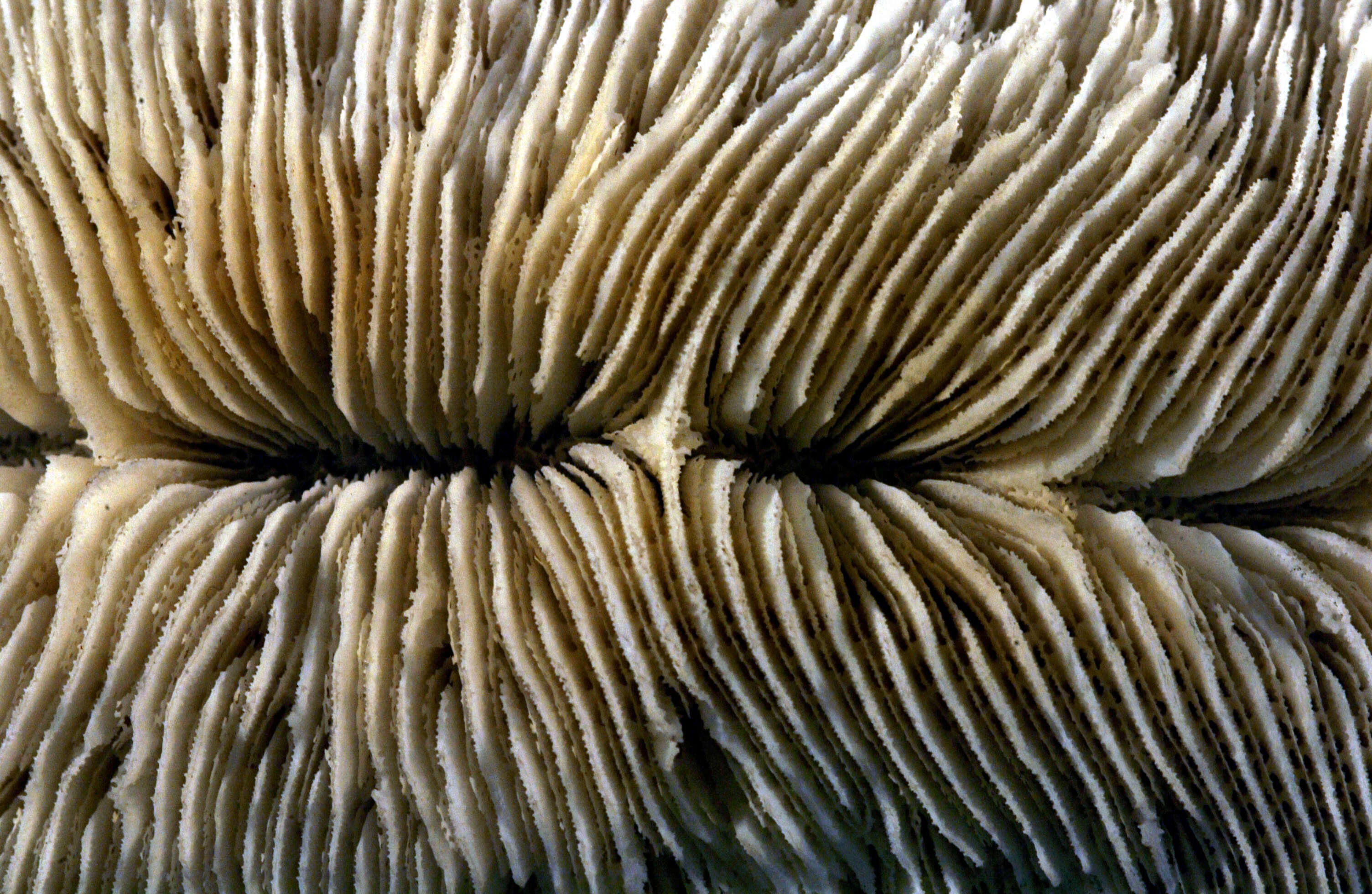 Image of Slipper coral