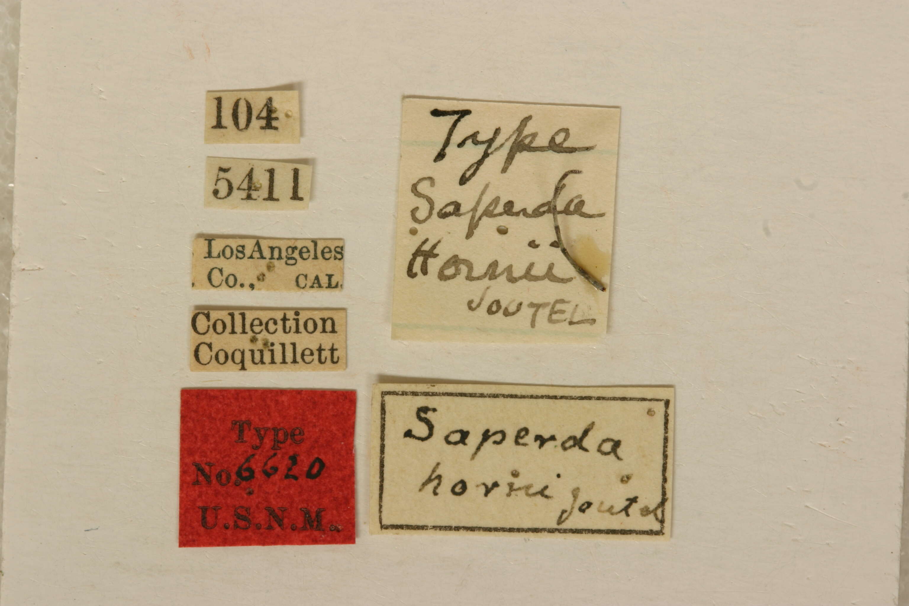 Image of Saperda hornii Joutel 1902