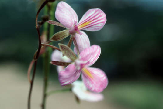Image of serpentine wallflower orchid