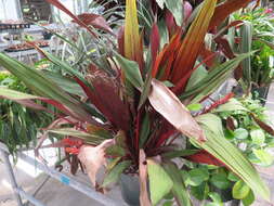 Image of Pitcairnia sanguinea (H. Luther) D. C. Taylor & H. Rob.