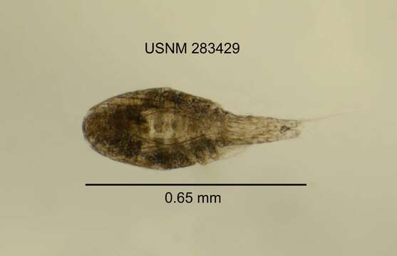 Image of Acanthocyclops columbiensis Reid 1990