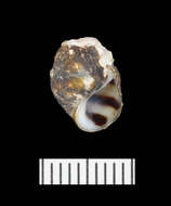 Image of Leptoxis compacta (Anthony 1854)