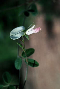 Image of West Indian milkpea